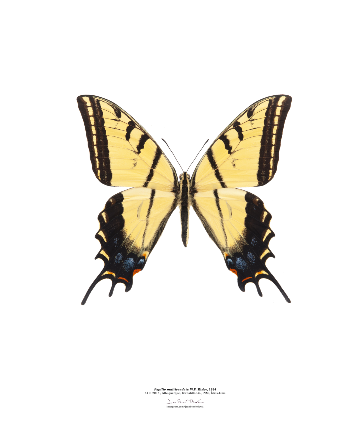 Affiche insecte - Jean-Benoit Duval