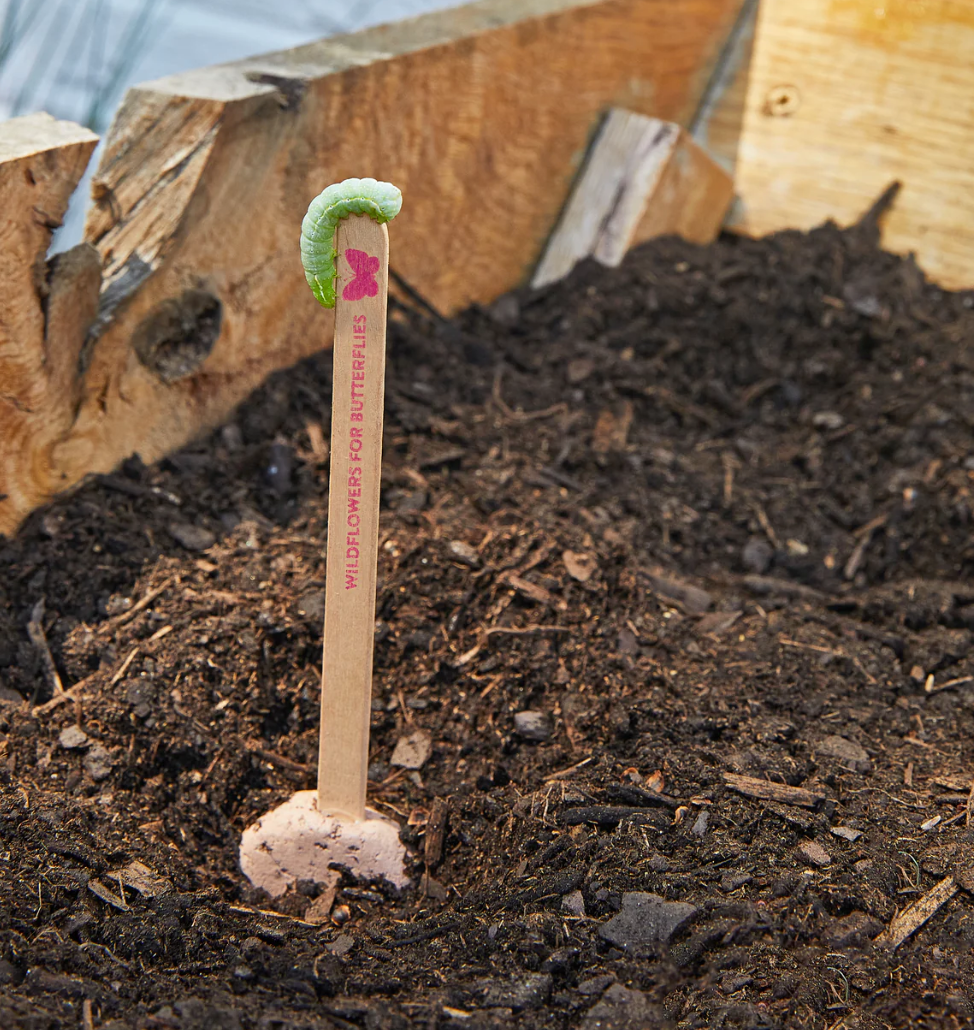 Seed Pops Pollinisateur - Modern Sprout