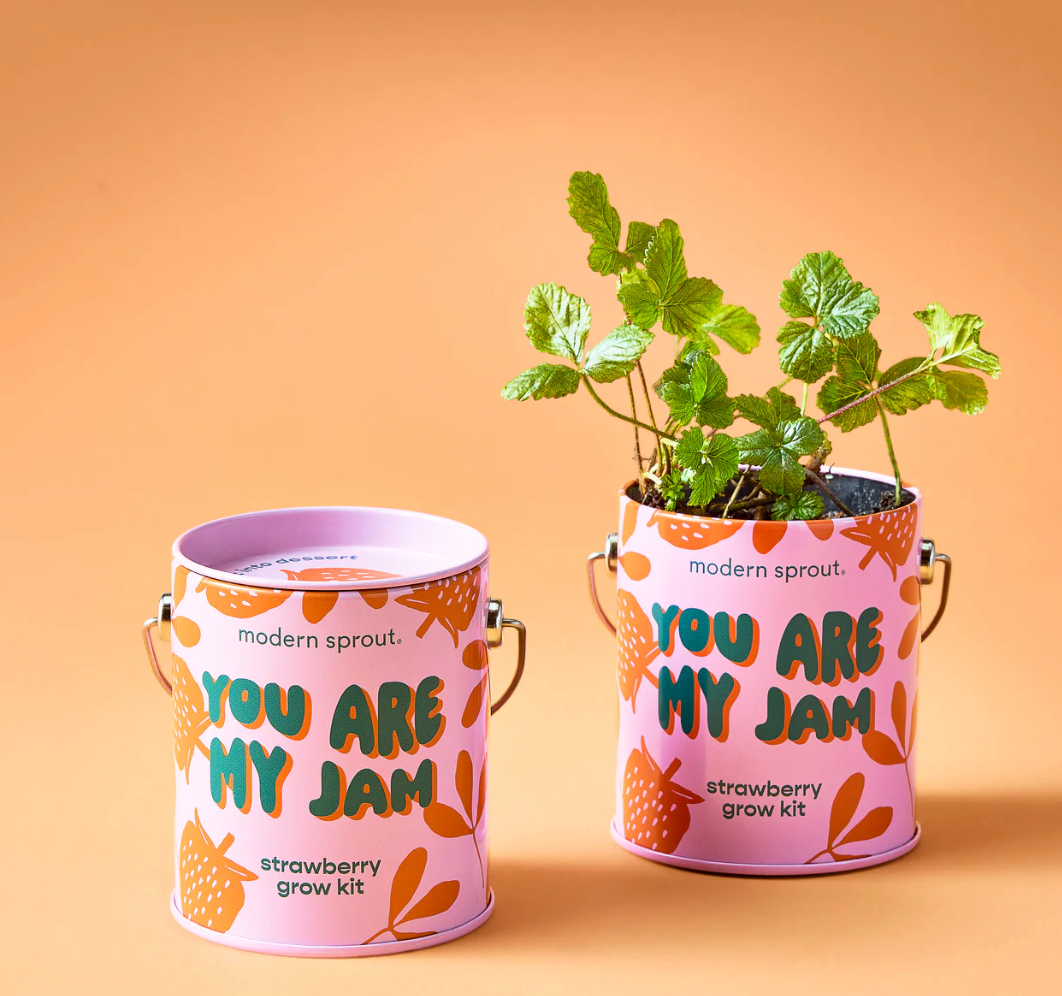 Kits de culture - Modern Sprout