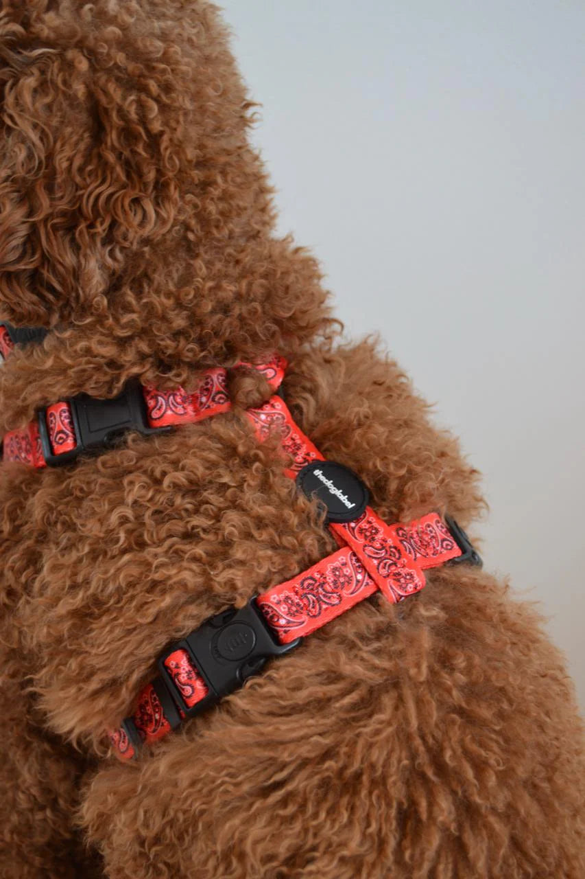 Harnais pour chien en H "Paisley" - The Dog Label