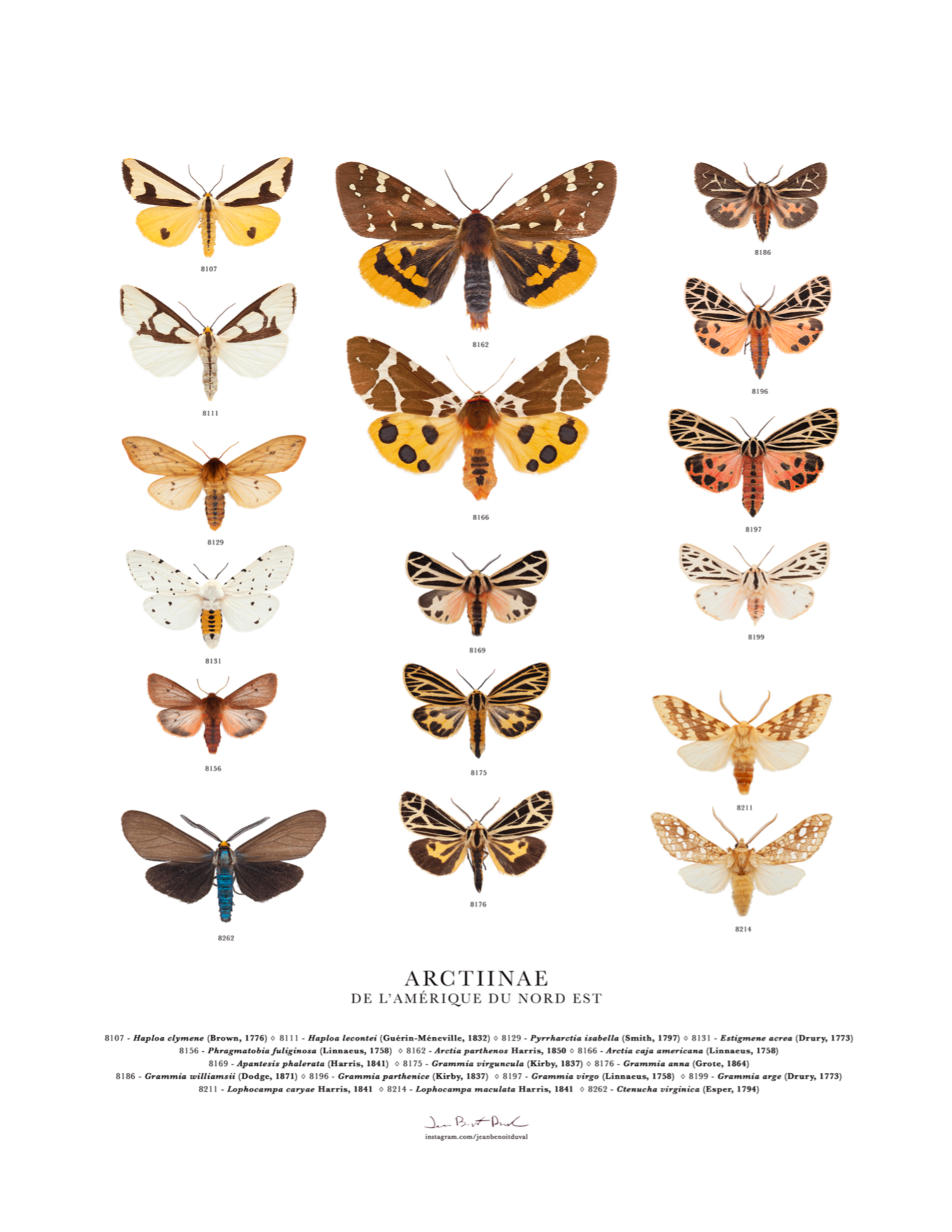 Affiche insecte - Jean-Benoit Duval