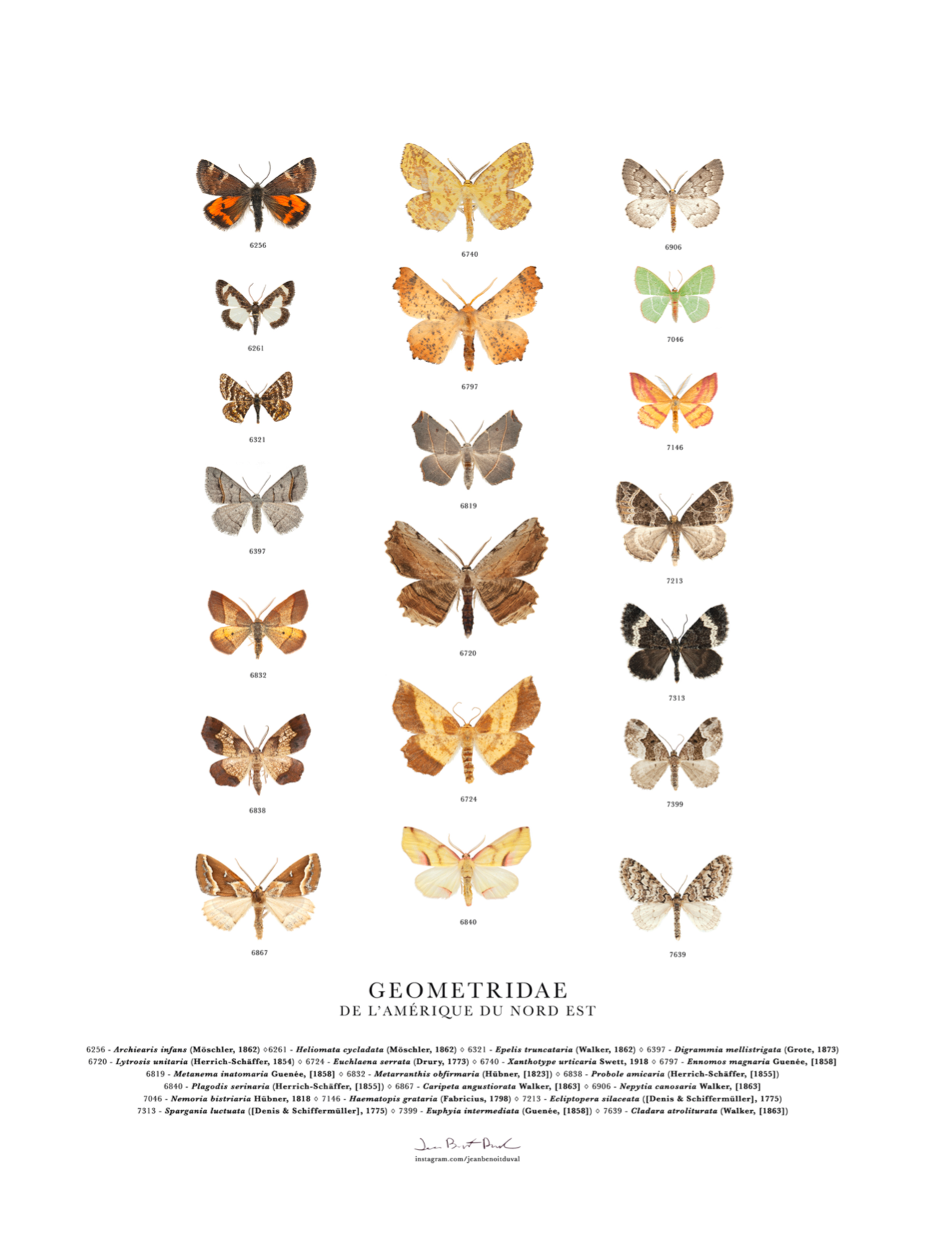 Affiche insecte - Jean-Benoit Duval