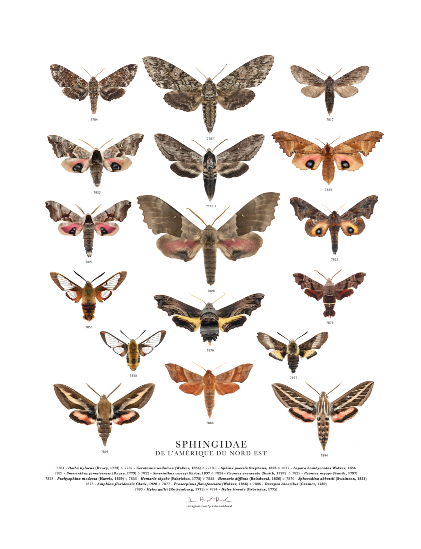 Affiche insecte - Jean-Benoit Duval