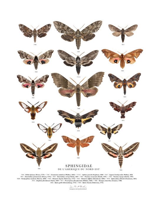 Affiche insecte - Jean-Benoit Duval