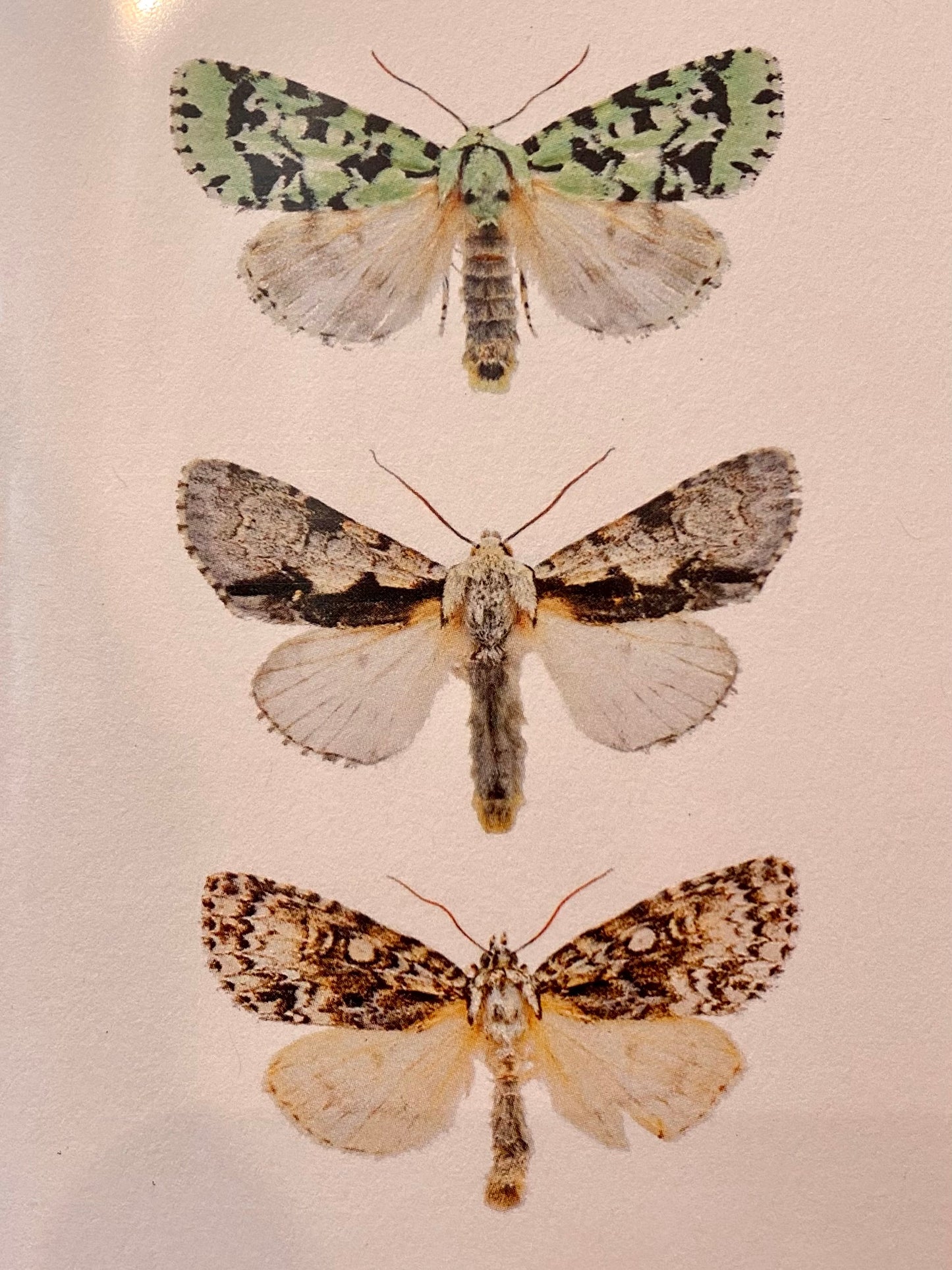 Carte de souhait insecte - Jean-benoit Duval